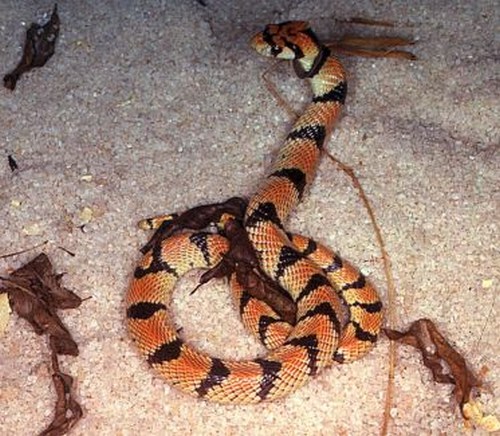 Cape Coral Snake