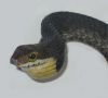 mini-Boomslang baby cross.jpg