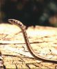 mini-Leopard sand snake.jpg