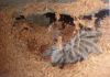 Filename=Spidey_burrow.jpg
Filesize=67KB
Dimensions=700x494
Date added=Jun 11, 2007 Spidey_burrow.jpg