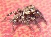 Filename=What_spider.jpg
Filesize=18KB
Dimensions=286x210
Date added=Nov 02, 2007 What_spider.jpg