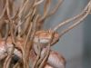 Bitis_spec__031.jpg