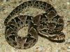 Filename=Bothropsbarnetti01.jpg
Filesize=85KB
Dimensions=800x600
Date added=Aug 19, 2008 Bothropsbarnetti01.jpg