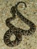 Filename=Bothropsbarnetti02.jpg
Filesize=96KB
Dimensions=600x800
Date added=Aug 19, 2008 Bothropsbarnetti02.jpg