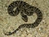Filename=Bothropsbarnetti03.jpg
Filesize=96KB
Dimensions=800x600
Date added=Aug 19, 2008 Bothropsbarnetti03.jpg