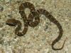 Filename=Bothropsleucurus01.jpg
Filesize=101KB
Dimensions=800x600
Date added=Aug 19, 2008 Bothropsleucurus01.jpg