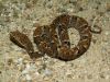 Filename=Bothropsleucurus02.jpg
Filesize=99KB
Dimensions=800x600
Date added=Aug 19, 2008 Bothropsleucurus02.jpg