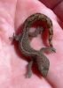 New_gecko.jpg