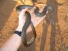 David Snakes 152.JPG