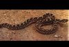 Filename=Bothropsammodytoides1.jpg
Filesize=40KB
Dimensions=443x306
Date added=Oct 30, 2005 Bothropsammodytoides1.jpg