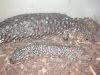 Filename=shingleback2r.JPG
Filesize=99KB
Dimensions=695x522
Date added=Sep 20, 2005 shingleback2r.JPG