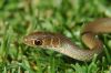 Filename=short snouted grass snake4m-mini.JPG
Filesize=81KB
Dimensions=722x480
Date added=Sep 04, 2006 short snouted grass snake4m-mini.JPG
