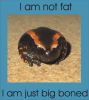 Big_boned.jpg