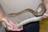 DWarf_het_albino.JPG