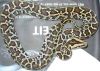 Het_Granite_Burmese_Python.JPG