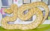 Pearl_Burmese_Python.JPG