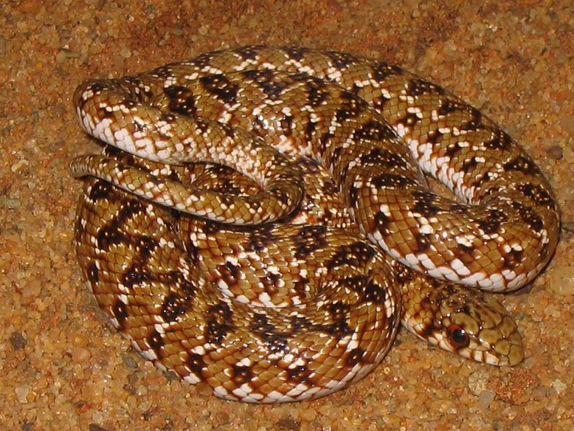 Mole snake colour variation [Pseudaspis cana]