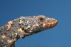 C_w_barbetonoensis.jpg