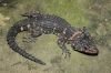 C_w_barbetonoensis_2.jpg