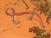 Filename=guess_teh_snake.JPG
Filesize=101KB
Dimensions=656x492
Date added=Mar 24, 2007 guess_teh_snake.JPG