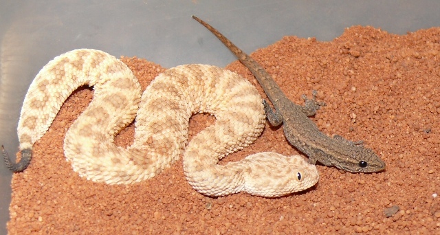 Sareptiles View Topic My Cerastes Vipera