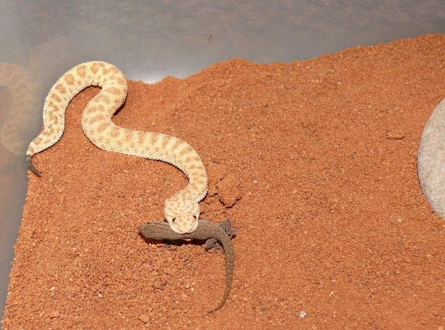 Sareptiles View Topic My Cerastes Vipera