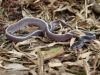 Filename=filesnake.JPG
Filesize=140KB
Dimensions=640x480
Date added=Jul 24, 2007 filesnake.JPG