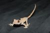 01-2012_Cresties1.JPG