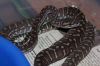 2012Bredli2.jpg