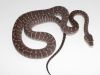 Bredli12_2011.JPG
