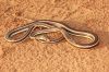 Sand_Snake.JPG