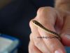Filename=Babypsammophis_orientalis50.jpg
Filesize=60KB
Dimensions=1024x768
Date added=Aug 24, 2008 Babypsammophis_orientalis50.jpg