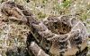 puff_adder_ready_to_strike1.jpg