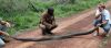 Filename=python_2.jpg
Filesize=49KB
Dimensions=500x221
Date added=Apr 12, 2007 python_2.jpg