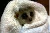 in_towel.JPG