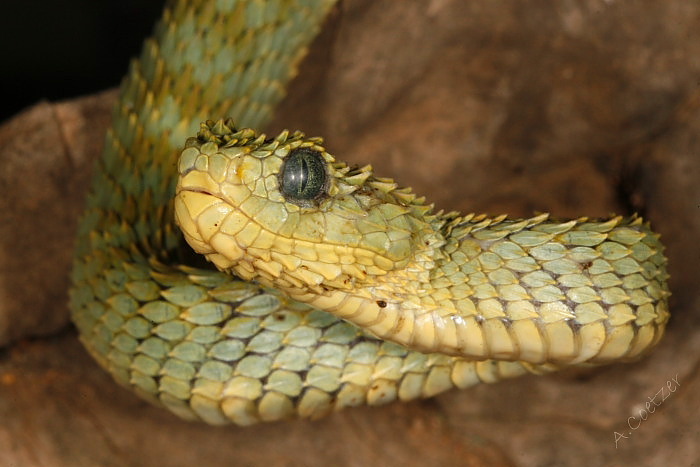 Stock photo of Bush viper (Atheris squamigera) captive, occurs in West and  Central Africa.. Available for sale on