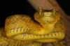 Filename=AtherisSml_1.JPG
Filesize=88KB
Dimensions=700x467
Date added=Jul 27, 2008 AtherisSml_1.JPG