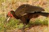 GroundHornbill2.JPG
