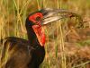 GroundHornbill3.JPG