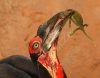 GroundHornbill4.JPG