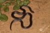Lephalale_sml_4.JPG