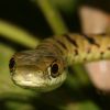 P_semivariegatus.jpg