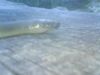 Filename=inornatus_bulge_2.JPG
Filesize=13KB
Dimensions=400x300
Date added=Oct 05, 2007 inornatus_bulge_2.JPG