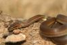 Lamprophis_lineatus_111C.jpg