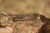 Lamprophis_lineatus_124C.jpg