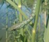 Philothamnus_semivariegatus.JPG