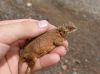 peter_s_ground_agama_female6.JPG