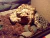 Max_the_Boa.jpg