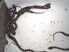 hatchling_corns_009.jpg