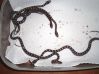 hatchling_corns_010.jpg